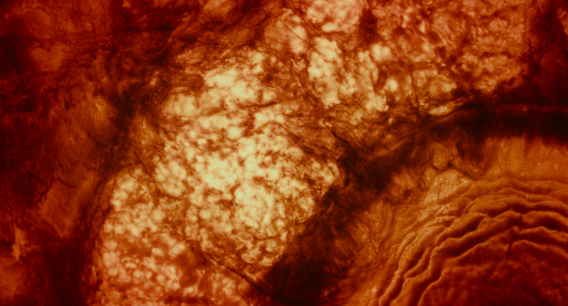 Illustration for article titled Gorgeous Tree of Life stills look like the greatest science epic of all time